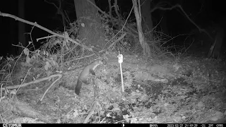 Steenmarter Buggenhout wildcamera