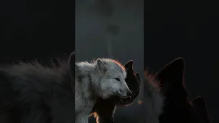 Two Wolves Howling Sounds at Moon Night