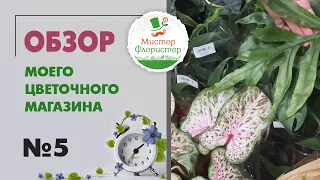 #5 Обзор цветочного магазина "Мистер Флористер". Новинки комнатных растений в поставке