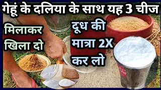 👍गेहूं के दलिया के साथ गाय भैंस को यह 3 चीज मिलाकर खिला दो||दूध 2X कर लो||Milk 🥛Double kar lo