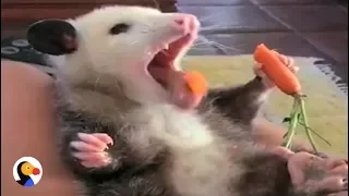 Rescue Possum Loves Her Snacks | The Dodo