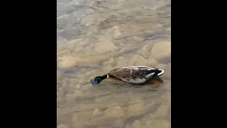 Утка 🦆 в Ловушке Shorts