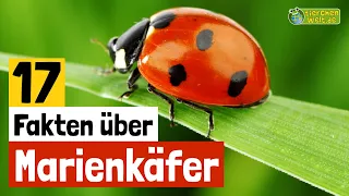 17 Steckbrief-Fakten über Marienkäfer - Doku-Wissen über Tiere - für Kinder