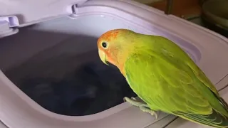 Parrot Jumps Into A Running Washing Machine