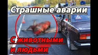 Страшная подборка ДТП с людьми и животными №4