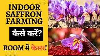 How to do Indoor Saffron Farming? कैसे करें? Saffron Aeroponics in Room - Kesar Kheti Kaise Karein?