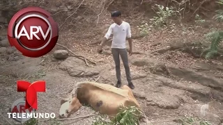 Aparecen vacas muertas sin sangre y culpan al chupacabras | Al Rojo Vivo | Telemundo