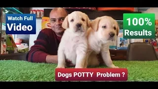 How to potty/ poop train a dog in 7 days? | By Baadal Bhandaari | Pathankot Punjab 9878474748