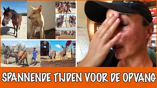 Gaat de opvang het redden? De drukke ochtendroutine op Pippi's opvang! | DierenpraatTV