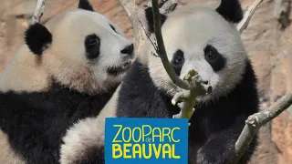 ZOO de BEAUVAL - PANDAS ET AUTRES MAGNIFIQUES ANIMAUX