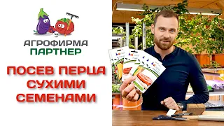 Посев перца сухими семенами