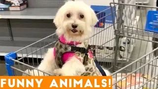 Funniest Pets & Animals of the Week Compilation November 2018 | Funny Pet Videos