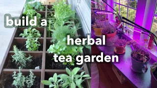 build a herbal tea garden indoor or outdoor | how to grow your own herbs for beginners