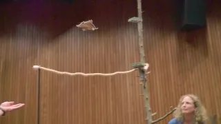 Flying Squirrel slow-motion flying