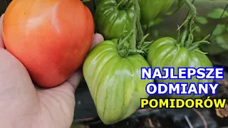 Oto NAJLEPSZE ODMIANY Pomidorów. Pomidory jakie odmiany wybrać. Uprawa Pomidora w tunelu i w gruncie