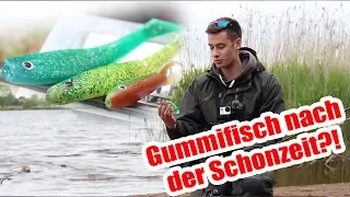 Der richtige GUMMIFISCH zum ZANDERANGELN direkt nach der Schonzeit