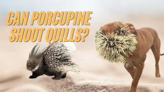 Can Porcupines Shoot Quills Out of Their Back? 🦔 How Far can Porcupines Shoot Their Quills