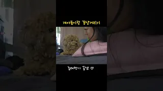 귀여운 개아들과 꽁냥거리기