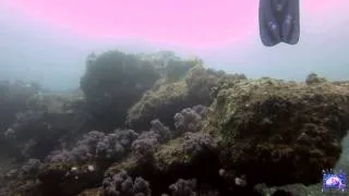 Great White Shark on the Aliwal Shoal