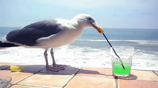 Funny Birds Stealing Stuff Compilation