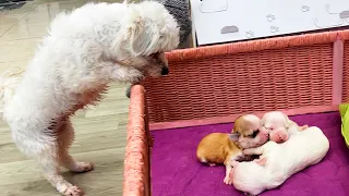 Dog mom Nora's reaction when she saw her baby puppies' new enclosure for the first time