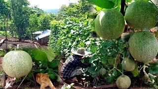 Didn't realize the melons were so big, life on the mountain ep 164