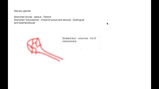 Histology revision: random high yield topics part 2