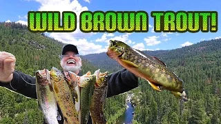 Fishing for Wild Brown Trout with Night Crawlers
