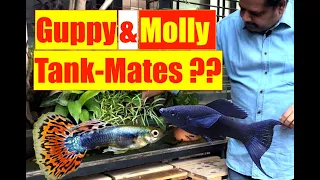 Guppy Molly Tank Mates | Natural Aquarium Tank-mates | Guppy Terrace Pond | Mayur Dev Aquascaper  4K