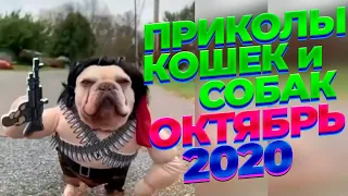 СМЕЯТЬСЯ РАЗРЕШАЕТСЯ 2020 я ржал до слез новые ПРИКОЛЫ 2020  смешные животные лучшие приколы октября