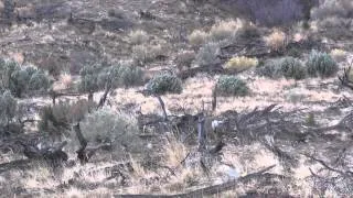 Muledeer Fighting in Rut on Vernon Unit