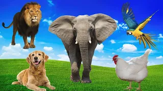 Animals around us | Cat, dog, chicken, lion, tiger, bird, elephant, duck, bear, pig, parrot