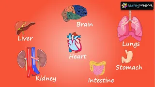 Internal body parts and their functions || Internal Organs of the Body || Class 4 EVS