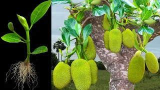 How To Growing jackfruit in Orange To Many jackfruit Tree, Grafting jackfruit tree