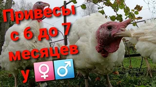 ВОТ ЭТО ВЕС!!! Хайбрид Конвертер и Биг-6 - динамика прироста с 6-и до 7 -и месяцев