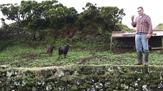 JAF - Pastos Dos Terreiros e Boins - Ilha Terceira - Açores - Portugal