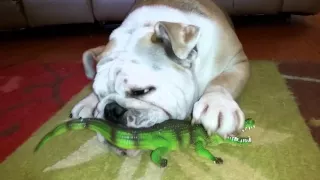 Georgia Bulldog eats Florida Gator.