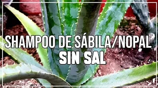 ¿Cómo hacer shampoo de sábila/nopal sin sal?