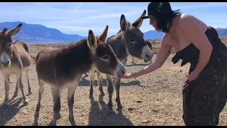 Death Valley Wild Donkeys