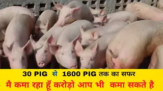 Full information of Pig Farming , इस video में जाने की Pig Farming करके कैसे बने अमीर (subtitle) IFT