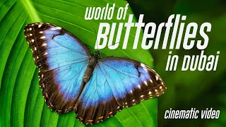 Butterflies Paradise in Dubai | Butterfly Garden Dubai | Cinematic Video 4K!