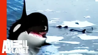 Family Of Orcas Attack Lonely Seal | Untamed & Uncut