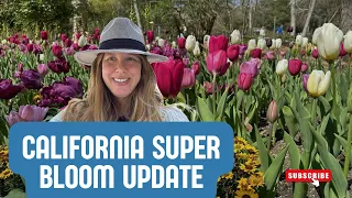 California Superbloom Update: March at Descanso Gardens  4K