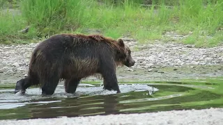 Путешествие по Камчатке 2021г Часть вторая. Жизнь с медведями. Супер рыбалка. Выход в Океан.