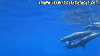 Delfines sexo, camera lento, Osa, Costa Rica.  Dolphin Sex in slow motion