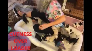 Watch 17 super tiny chihuahua puppies attack their breeder with cuteness when she gets in their pen