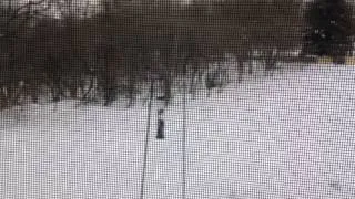 Squirrels raiding a bird feeder