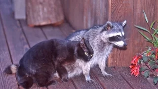 Еноты и кошки/Raccoons and cats