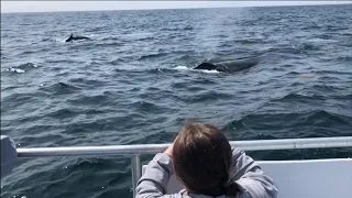 Whale Watching Nova Scotia Halifax