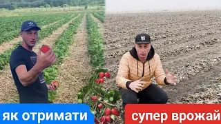 Супер врожай Полуниці. Підготовка до сезону